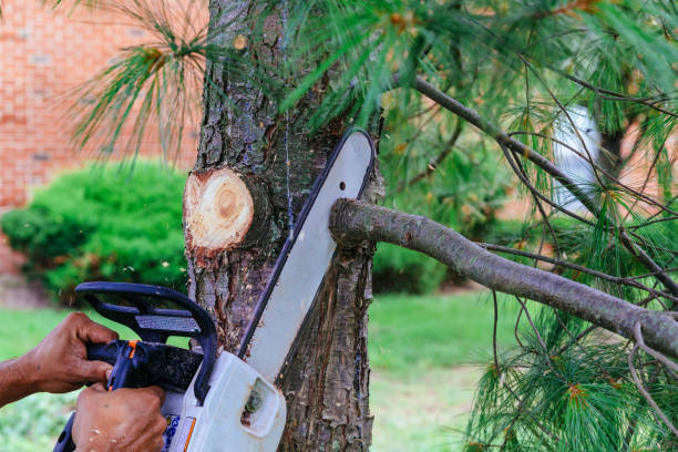 Best Tree Trimming Near Me  in Murrells Inlet, SC